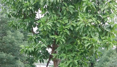 白兰
