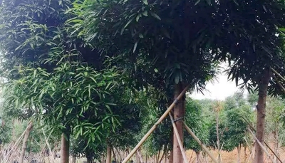 扁桃