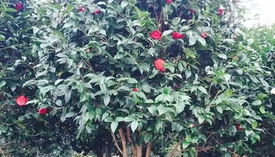 茶花 H2-2.5mW1.5-2.5m