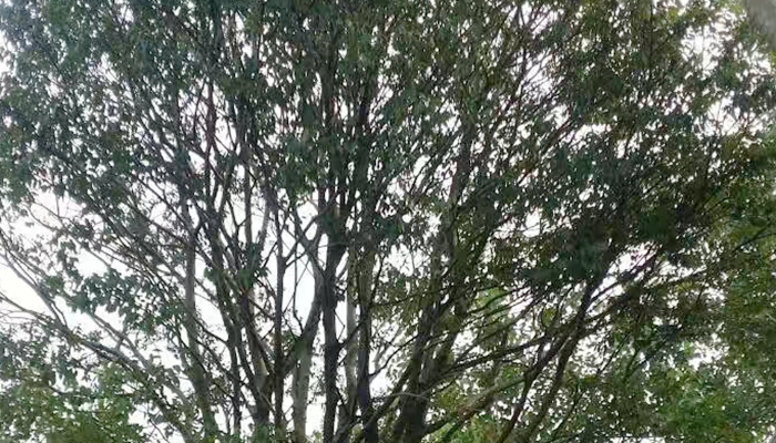 丛生朴树